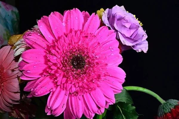 Удивительные Нежные Цветы Черном Фоне — стоковое фото