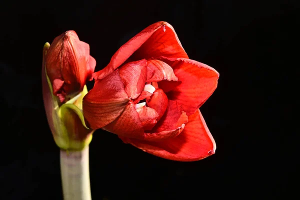 深色背景的美丽花朵 夏日概念 — 图库照片