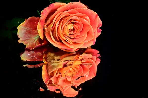 beautiful rose flower with reflection on dark background, summer concept, close view