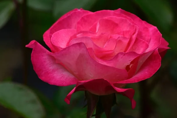 Hermosas Flores Que Crecen Jardín Verano Día Soleado — Foto de Stock