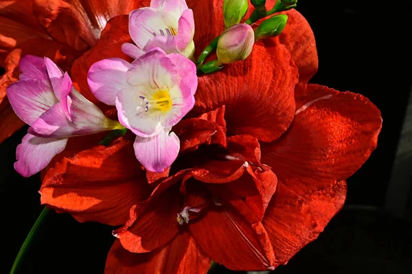 Nahaufnahme Von Erstaunlichen Blumen Blühen Auf Dunklem Hintergrund — Stockfoto