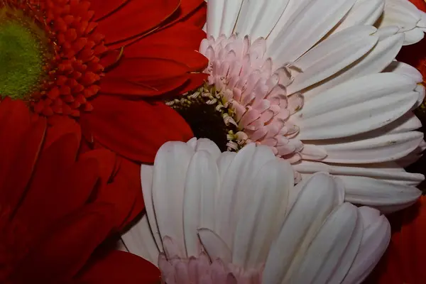 Bir Buket Güzel Gerbera Çiçeği Yakın Manzara — Stok fotoğraf