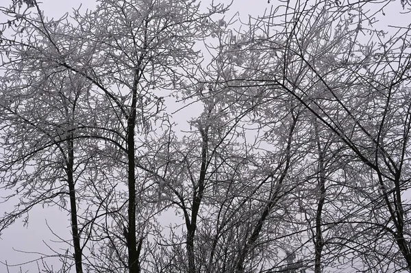 Bevroren Bomen Het Park — Stockfoto