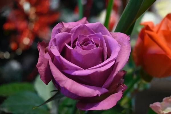 Hermosa Rosa Sobre Fondo Borroso Concepto Verano Vista Cercana — Foto de Stock