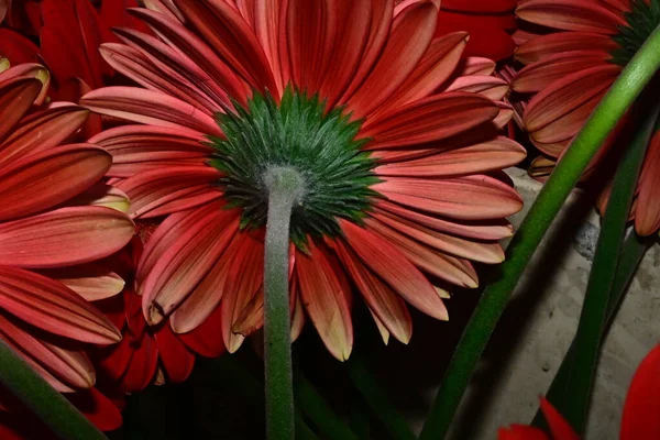 Strauß Schöner Gerbera Blumen Auf Verschwommenem Hintergrund Nahsicht — Stockfoto