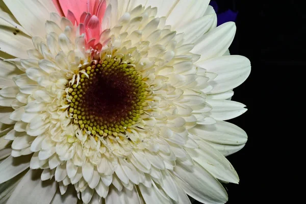 Incroyables Fleurs Tendres Isolées Sur Fond Noir — Photo