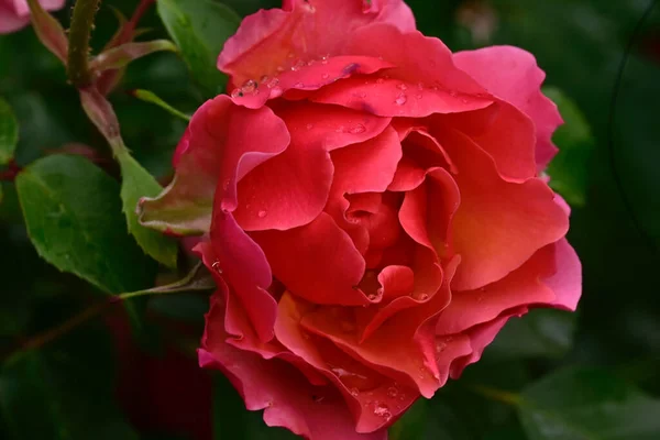 夏日阳光明媚的花园里 盛开着美丽的花朵 — 图库照片