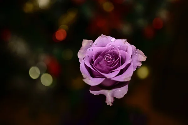 Schöne Rose Auf Verschwommenem Hintergrund Sommerkonzept Nahsicht — Stockfoto