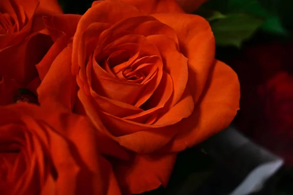 Bouquet Belles Roses Sur Fond Flou Vue Rapprochée — Photo