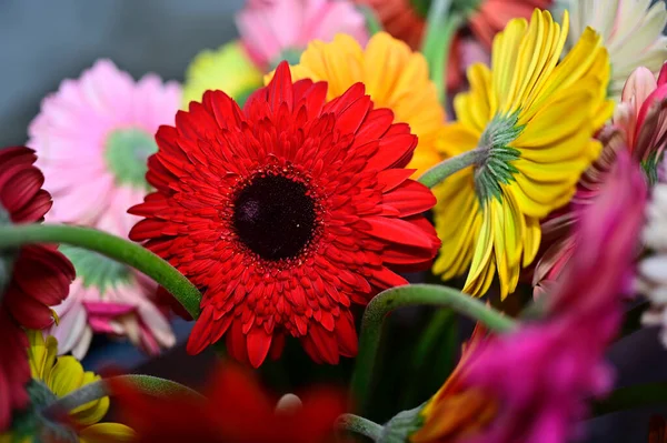 暗い背景の下でのガーバーの花 — ストック写真