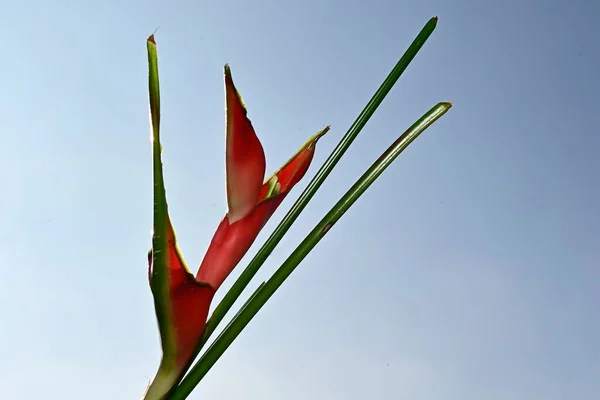 Mavi Arka Planda Güzel Bir Çiçek Buketi — Stok fotoğraf