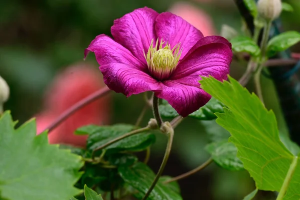 Mooie Clematis Groeien Tuin Zomer Zonnige Dag — Stockfoto