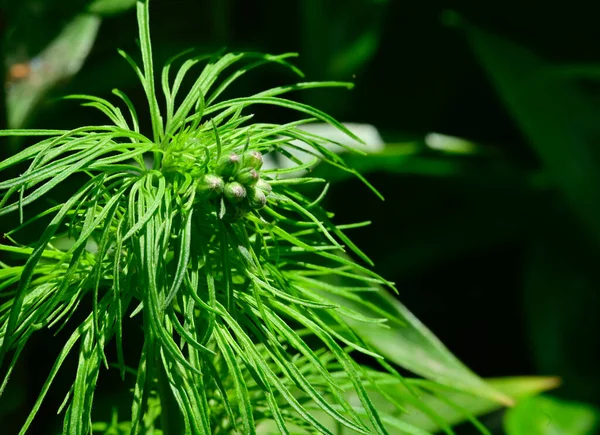 Närbild Gröna Plantblad Trädgården — Stockfoto