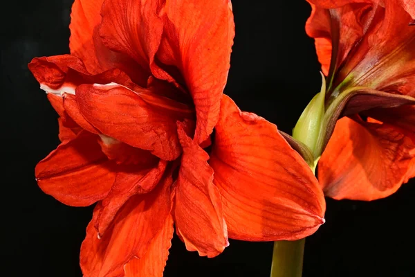 Közelről Csodálatos Virágok Virágzik Sötét Háttér — Stock Fotó