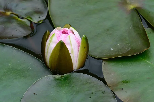 Belle Floraison Lotus Poussant Dans Étang Jour Été — Photo