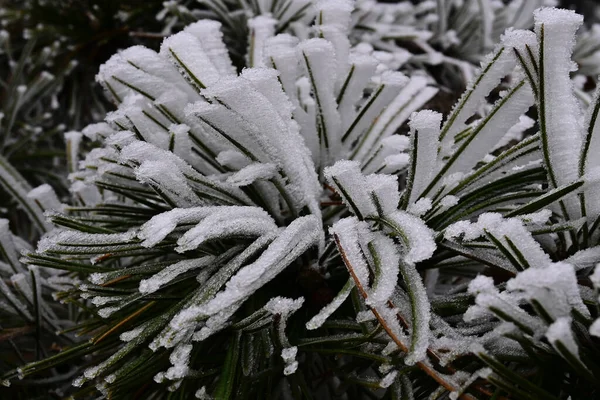 Frozen Plants Park — Stock Photo, Image