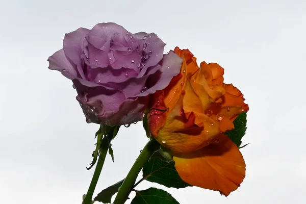青い空を背景に美しいバラの花束 — ストック写真