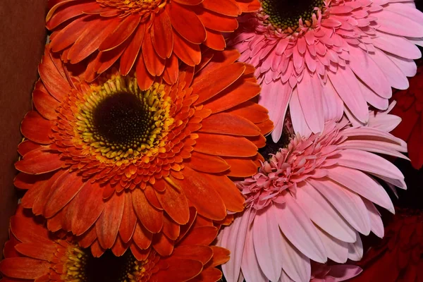 Букет Красивих Квітів Гербери Літній Сонячний День Вид Крупним Планом — стокове фото