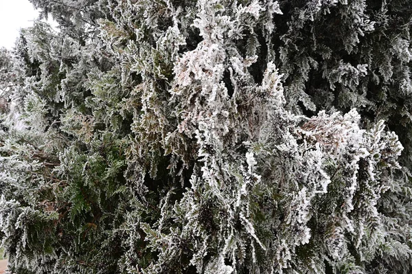 Заморожені Рослини Парку — стокове фото