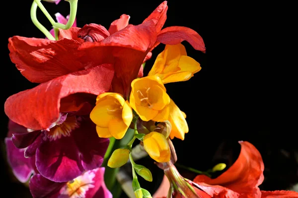 Bouquet Beautiful Flowers Dark Background Summer Concept Close View — Stock Photo, Image