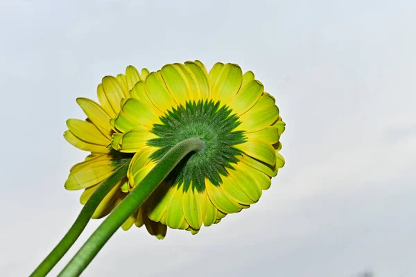 Hermosas Flores Gerberas Fondo Del Cielo Concepto Verano Vista Cercana — Foto de Stock