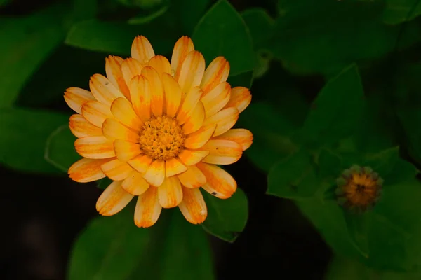 Belas Flores Crescendo Jardim Verão Dia Ensolarado — Fotografia de Stock