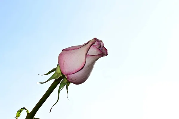 Bela Rosa Flor Fundo Céu Conceito Verão Vista Perto — Fotografia de Stock