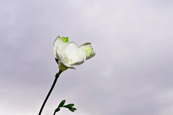 青空に色とりどりの花が咲く背景 — ストック写真