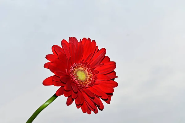 空を背景にした美しいガーベラの花夏のコンセプト — ストック写真