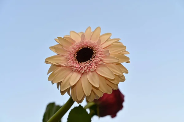 青い空の背景にあるゲルベラの花を閉じて — ストック写真