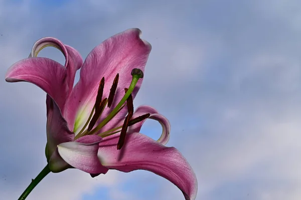 Belas Flores Fundo Céu Azul — Fotografia de Stock