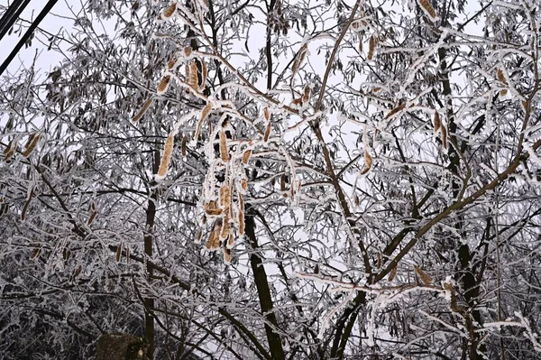 Alberi Congelati Nel Parco — Foto Stock