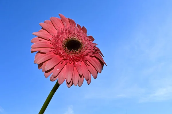 Cierre Las Impresionantes Flores Los Amaneceres Floreciendo Fondo Del Cielo —  Fotos de Stock