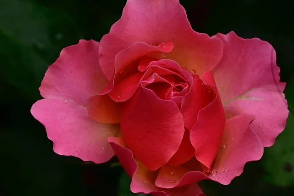 Belles Fleurs Poussant Dans Jardin Journée Ensoleillée Été — Photo