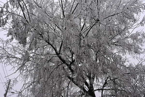 Eingefrorene Bäume Park — Stockfoto