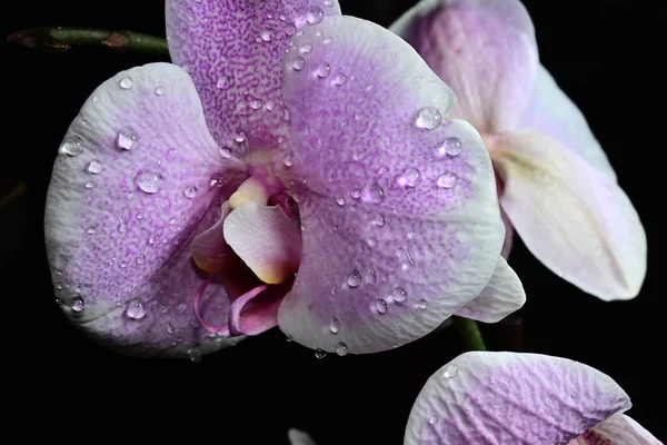 Erstaunlich Zarte Blumen Isoliert Auf Schwarzem Hintergrund — Stockfoto