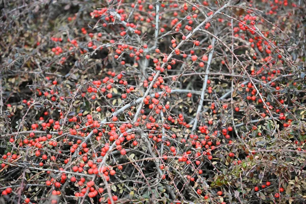 Baum Mit Reifen Kirschen Der Freien Wächst Sommerkonzept Nahsicht — Stockfoto