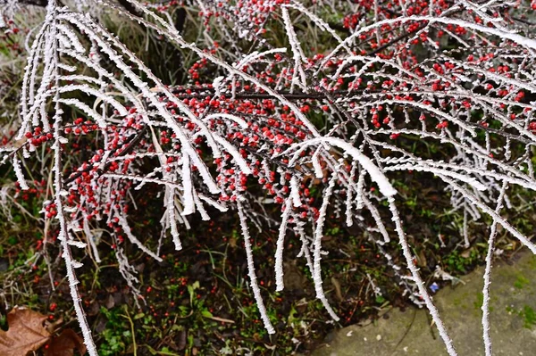 Bevroren Planten Het Park — Stockfoto