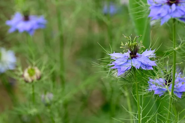 Hermosas Flores Que Crecen Jardín Verano Día Soleado —  Fotos de Stock