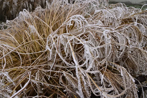 Plantes Congelées Dans Parc — Photo