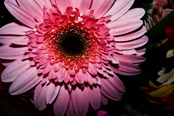 Amazing Tender Flowers Isolated Black Background — Stock Photo, Image