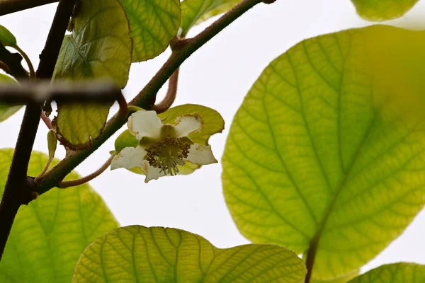 Mooie Bloemen Groeien Tuin Zomer Zonnige Dag — Stockfoto