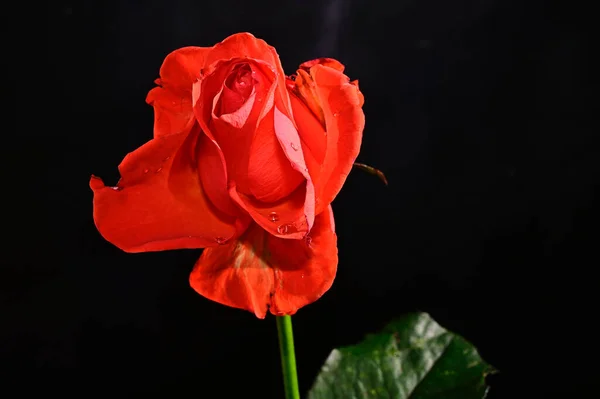 Hermosa Rosa Sobre Fondo Oscuro Concepto Verano Vista Cercana — Foto de Stock