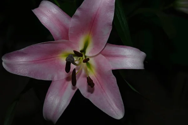 Mooie Bloemen Groeien Tuin Zomer Zonnige Dag — Stockfoto