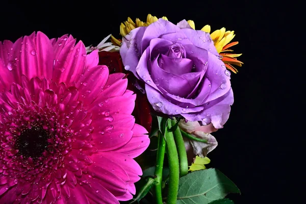 Csodálatos Gyengéd Virágok Elszigetelt Fekete Háttér — Stock Fotó