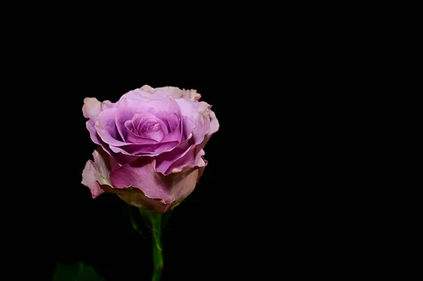 Beautiful Rose Dark Background Summer Concept Close View — Stock Photo, Image