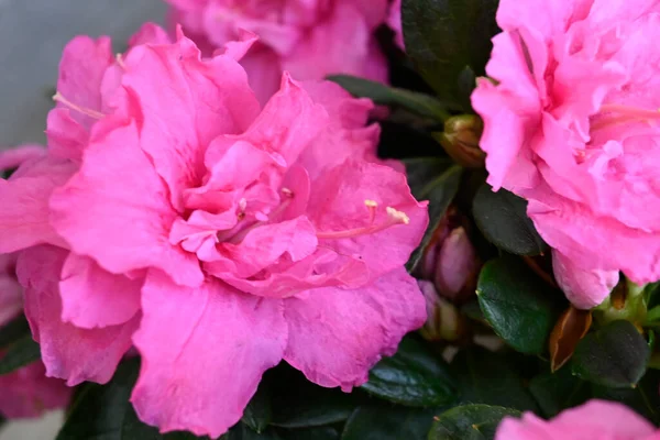 Bulanık Arka Planda Güzel Açelya Çiçekleri Yaz Konsepti Yakın Görüş — Stok fotoğraf