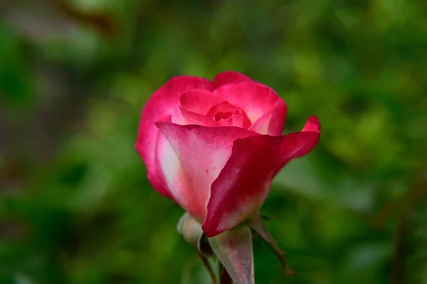 Bella Rosa Che Cresce Giardino Estate Giornata Sole — Foto Stock