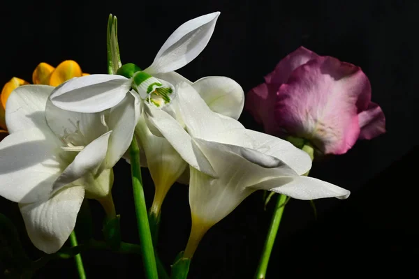 Zblízka Úžasné Květiny Květ Tmavém Pozadí — Stock fotografie