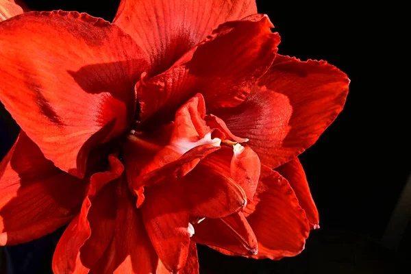 Zarte Blumen Auf Schwarzem Hintergrund Nahaufnahme — Stockfoto